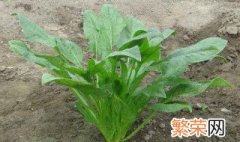 怎样种菠菜出苗快 具体需要怎么催芽呢