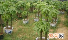 养殖植物的技巧 养殖的时候需要注意什么