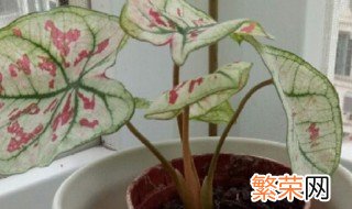 花叶芋养殖方法和注意事项 花叶芋的养殖方法和注意事项