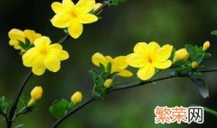 迎春花的盆栽养护方法 迎春花正确养护方法