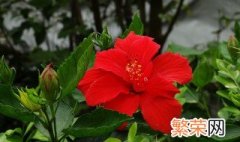 朱槿花怎么养 注意6个事项