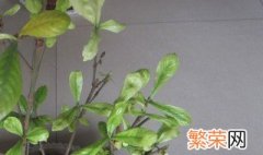 栀子花叶子枯萎了怎么办 栀子花叶子枯萎了的原因和解决方法