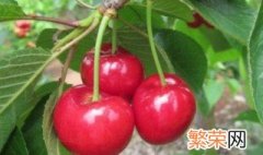 盆栽樱桃树种植与管理 盆栽樱桃树的种植与管理