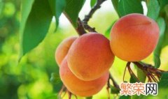 杏树移栽的方法 怎么移栽杏树成活率高