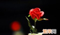 一支玫瑰花代表什么意思 一支玫瑰花的意思
