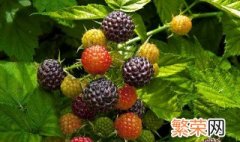 黑莓的管理方法 黑莓的栽培技术