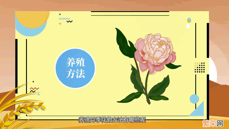 月季花的养殖方法 月季花的养殖方法是什么