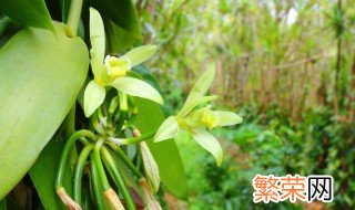 香草豆荚的种植方法视频 香草豆荚的种植方法