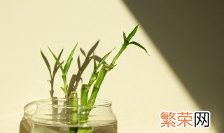 富贵竹种植方法 富贵竹养护办法分享