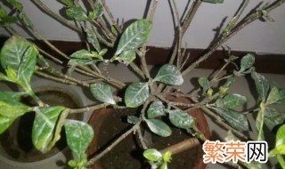 怎样救活栀子花 3步让其起死回生