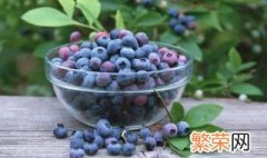 蓝莓鲜果如何保存呢 鲜蓝莓的保存方法