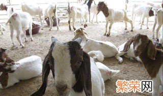 养羊最佳的方法 养羊一定要遵循以下五点