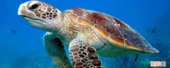 海龟属于国家几级保护动物 海龟是几级国家保护动物