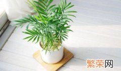 珍椰子怎么养 种植袖珍椰子需要注意的地方