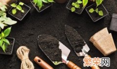 彩色浆果多肉的养殖技巧 多肉植物红色浆果怎么养