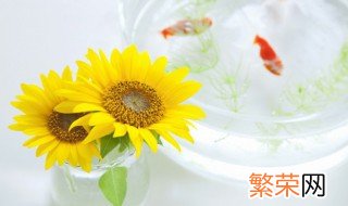 葵花和向日葵有什么区别 葵花是向日葵吗