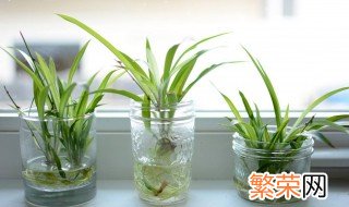 水养植物有哪些 四大水养植物介绍