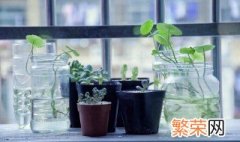 适合冬天室内种植的植物 冬天室内适合种植什么绿色植物