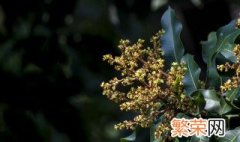 芒果催花打什么药 芒果催花技术指导