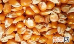 储存干玉米怎样防虫 储存干玉米防虫方法