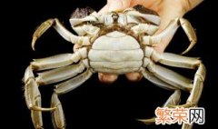 螃蟹怎么区分蟹黄跟屎 螃蟹怎么区分蟹黄和蟹屎