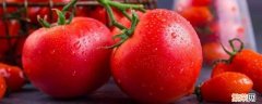 西红柿可以放冰箱冷藏保存吗 西红柿可以放冰箱保鲜吗