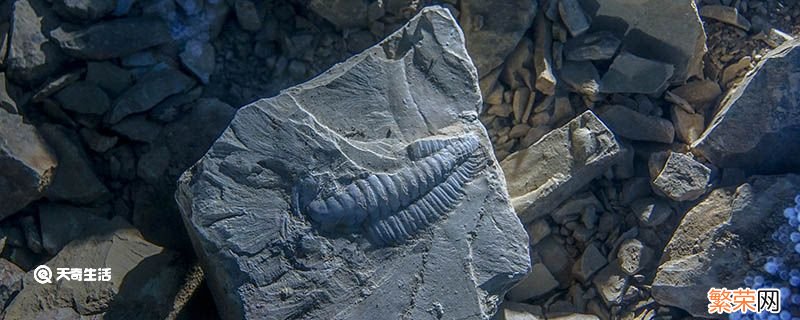 古生物的足迹为什么能成为一门学问 古生物的足迹为什么能成为一门学问知识