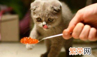 猫吃的生肉需要怎么处理 喂猫咪吃生肉需要注意的事情