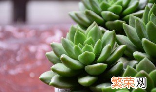 多肉植物收到后多久可以种植入盆 多肉植物入盆多久浇水