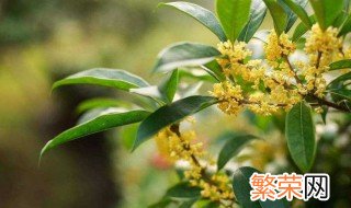 桂花树不宜种在哪里 种植禁忌