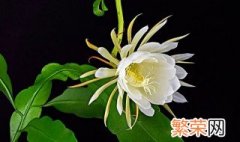 昙花剪枝的方法 昙花完美株形的修剪方法分享