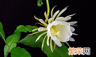 昙花剪枝的方法 昙花完美株形的修剪方法分享