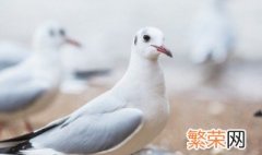 雪莲果可以跟鸽子炖汤吗 雪莲果能炖鸽子汤吗?