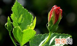 朱槿花怎么种 分享种植朱槿花的三个注意事项