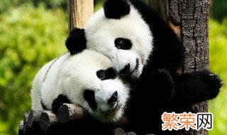 为什么熊猫是国宝 熊猫是国宝的原因