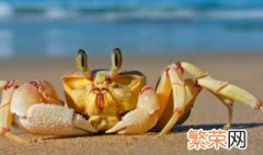 活螃蟹怎么保存到第二天 如何存放螃蟹