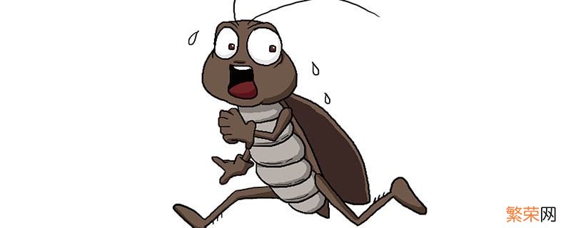 为什么蟑螂喜欢在晚上出来 为什么蟑螂喜欢半夜出来