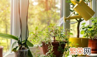 植物在室内可以进行光合作用吗 植物在室内能进行光合作用吗