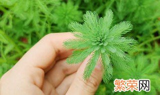 狐尾藻的繁殖方法 应该怎么做呢