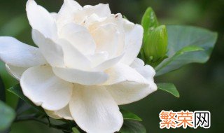 栀子花养护方法 栀子花怎么养