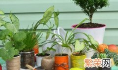 室内宜种植哪几种植物 室内宜种植什么植物