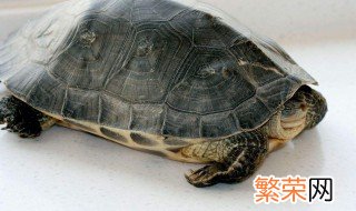 菲氏花龟饲养方法 主要是有几个环境上的要求