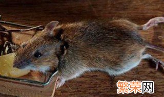 老鼠为什么不碰粘鼠板 怎样正确使用粘鼠板？