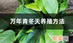 万年青树冬季养殖方法图片 万年青树冬季养殖方法