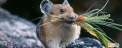 老鼠对粘鼠板有警惕性吗 老鼠对粘鼠板有记忆吗