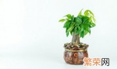 进门鞋柜放什么植物招财 进门鞋柜摆放招财植物