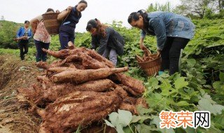 葛根种植方法 葛根种植方法及时间