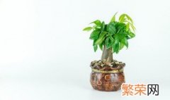 10种客厅招财植物推荐 10种客厅招财植物