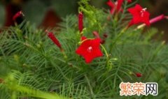 红星植物养殖方法 红星凤梨花的养殖方法介绍
