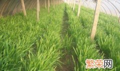 韭菜什么时候种最好 其它季节也能种植吗